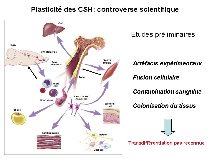 Plasticité des CSH: controverse scientifique Etudes préliminaires Artéfacts expérimentaux Fusion cellulaire Contamination sanguine Colonisation