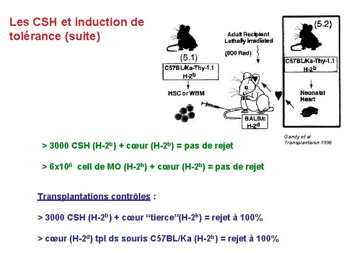 Les CSH et induction de tolérance (suite) > 3000 CSH (H-2 b) + cœur