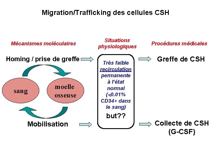 Migration/Trafficking des cellules CSH Mécanismes moléculaires Homing / prise de greffe sang moelle osseuse
