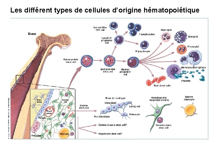 Les différent types de cellules d’origine hématopoiétique 