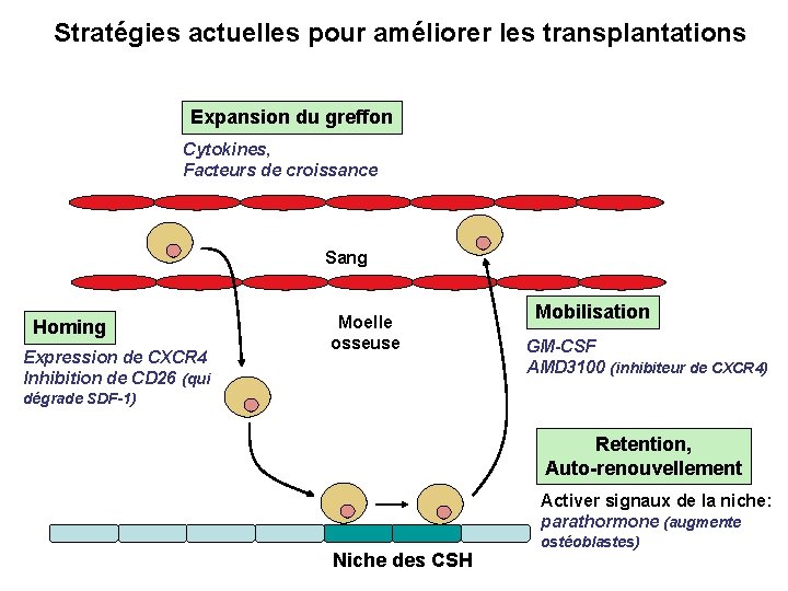 Stratégies actuelles pour améliorer les transplantations Expansion du greffon Cytokines, Facteurs de croissance Sang