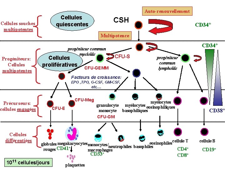 Auto-renouvellement Cellules quiescentes Cellules souches multipotentes CSH CD 34+ Multipotence Progéniteurs: Cellules multipotentes progéniteur