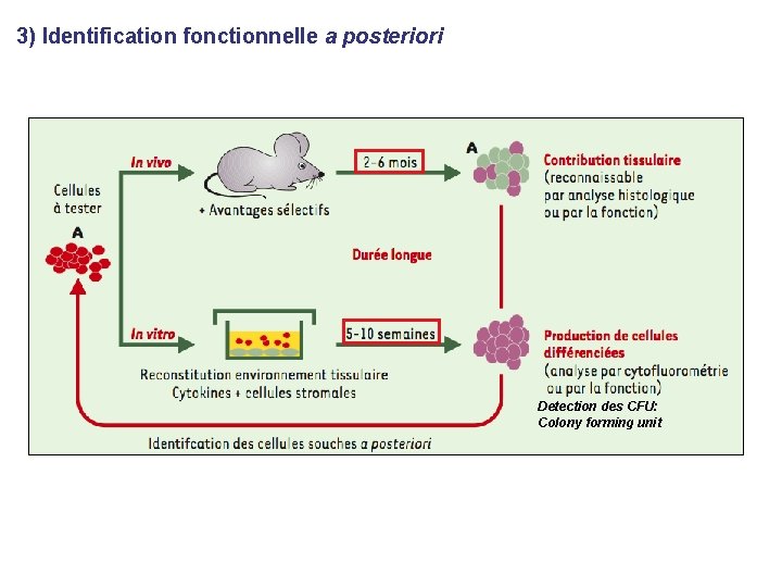 3) Identification fonctionnelle a posteriori Detection des CFU: Colony forming unit 