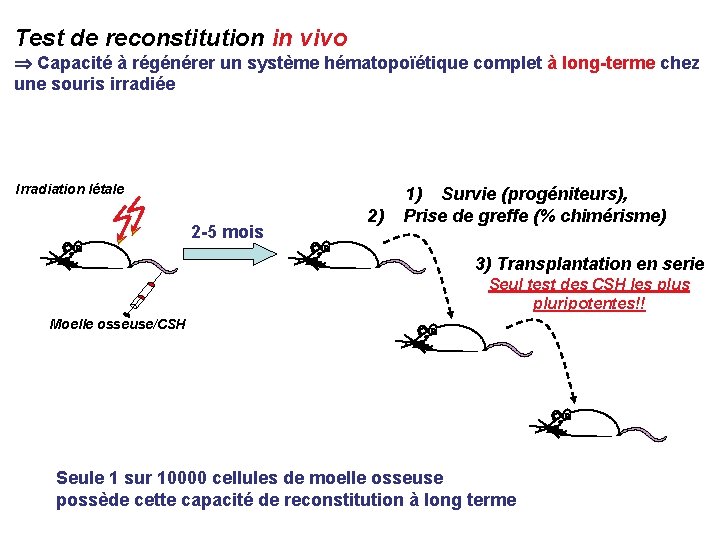 Test de reconstitution in vivo Capacité à régénérer un système hématopoïétique complet à long-terme