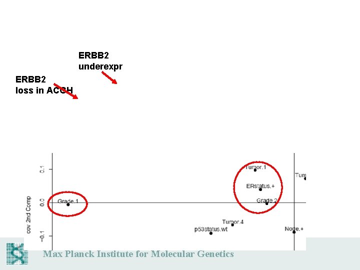 ERBB 2 underexpr ERBB 2 loss in ACGH Max Planck Institute for Molecular Genetics