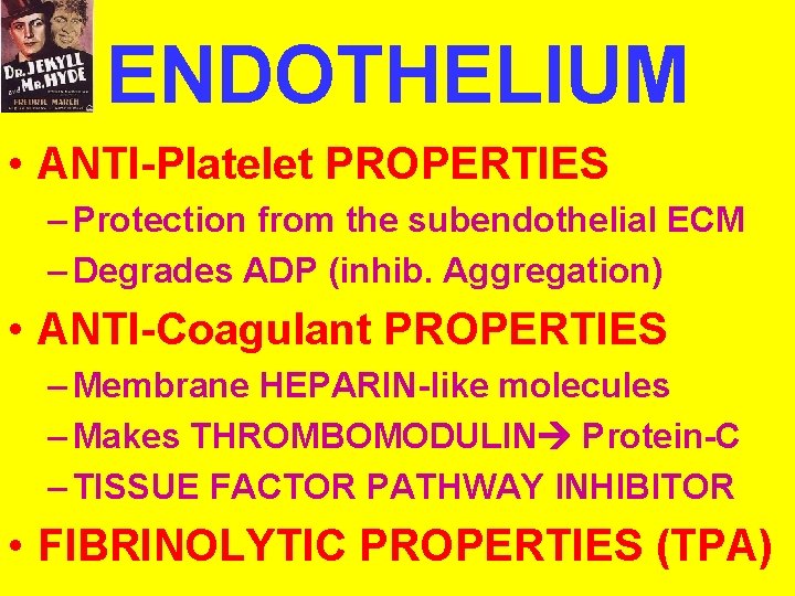 ENDOTHELIUM • ANTI-Platelet PROPERTIES – Protection from the subendothelial ECM – Degrades ADP (inhib.