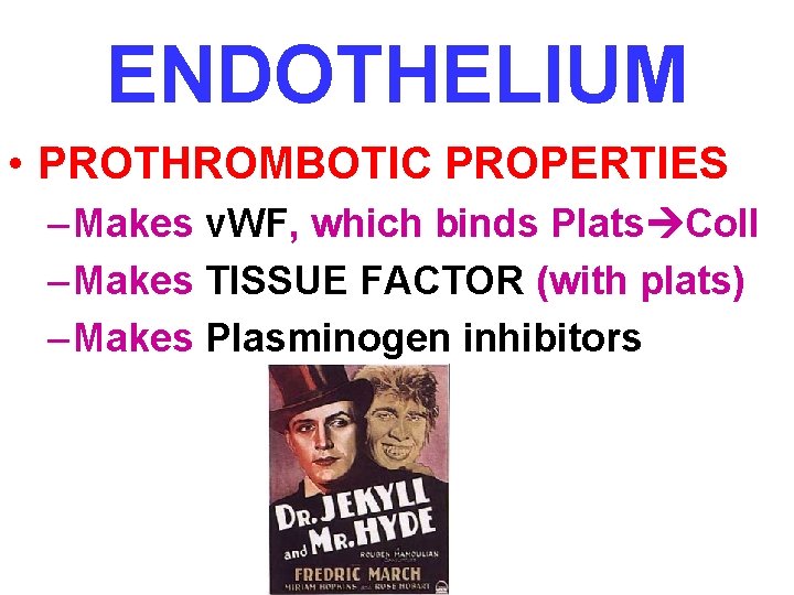 ENDOTHELIUM • PROTHROMBOTIC PROPERTIES – Makes v. WF, which binds Plats Coll – Makes