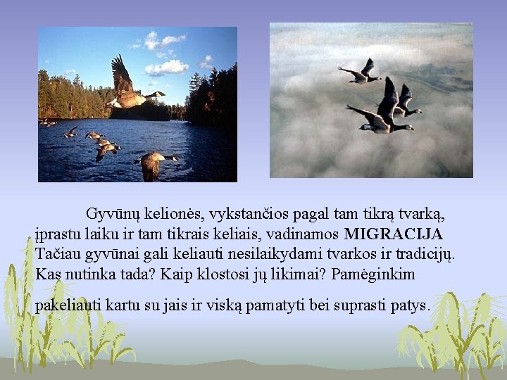 Gyvūnų kelionės, vykstančios pagal tam tikrą tvarką, įprastu laiku ir tam tikrais keliais, vadinamos Gyvūnų kelionės, vykstančios pagal tam tikrą tvarką, įprastu laiku ir tam tikrais keliais, vadinamos