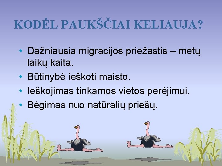 KODĖL PAUKŠČIAI KELIAUJA? • Dažniausia migracijos priežastis – metų laikų kaita. • Būtinybė ieškoti