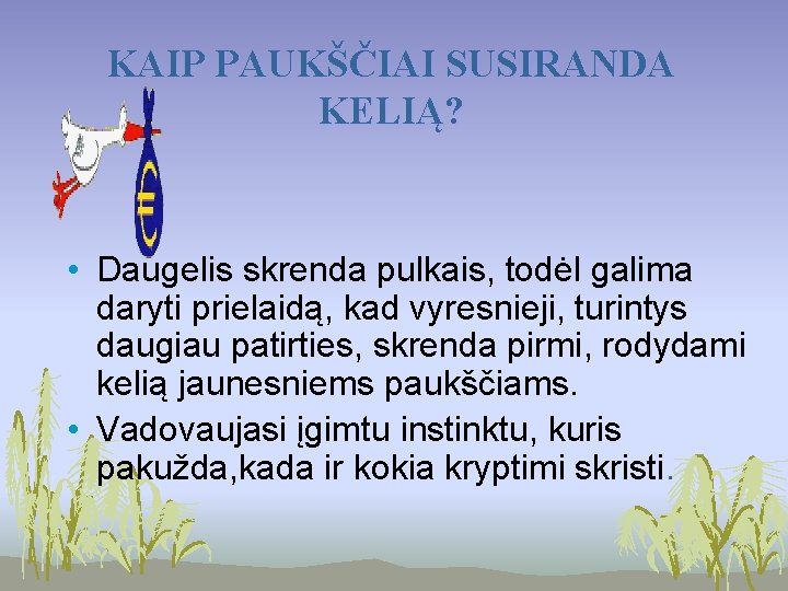 KAIP PAUKŠČIAI SUSIRANDA KELIĄ? • Daugelis skrenda pulkais, todėl galima daryti prielaidą, kad vyresnieji,