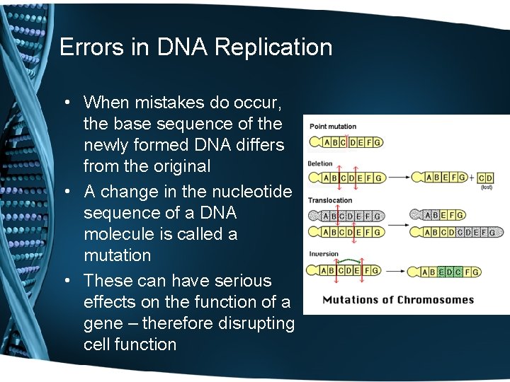 Errors in DNA Replication • When mistakes do occur, the base sequence of the