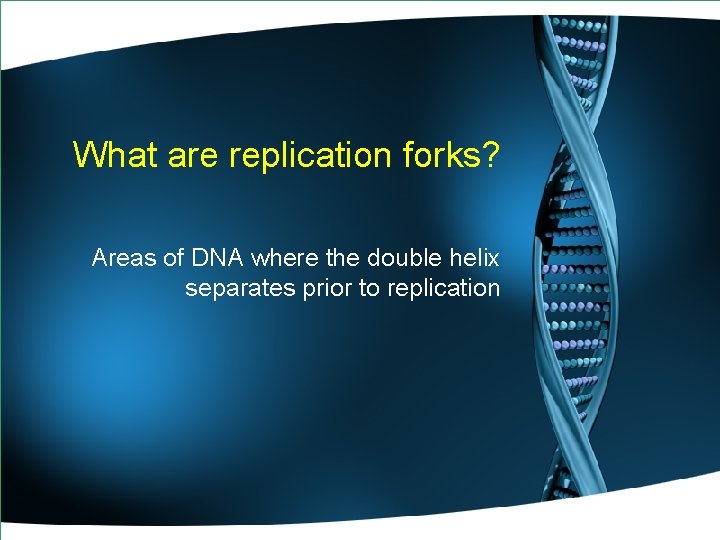 What are replication forks? Areas of DNA where the double helix separates prior to