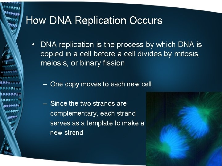 How DNA Replication Occurs • DNA replication is the process by which DNA is