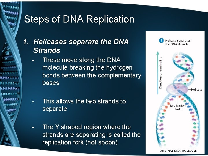Steps of DNA Replication 1. Helicases separate the DNA Strands - These move along