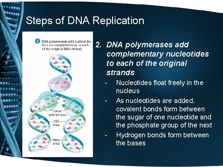 Steps of DNA Replication 2. DNA polymerases add complementary nucleotides to each of the