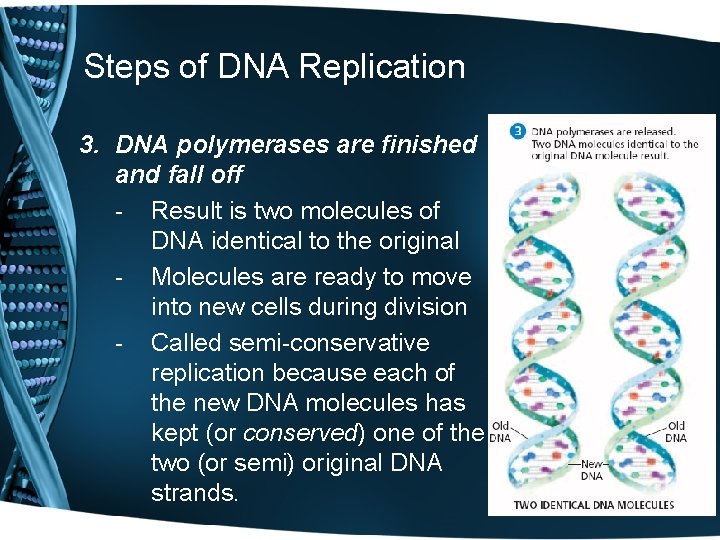 Steps of DNA Replication 3. DNA polymerases are finished and fall off - Result