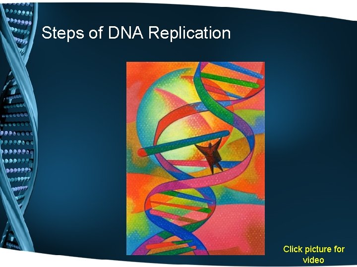 Steps of DNA Replication Click picture for video 