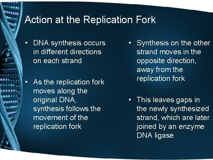 Action at the Replication Fork • DNA synthesis occurs in different directions on each
