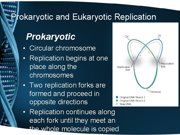 Prokaryotic and Eukaryotic Replication Prokaryotic • Circular chromosome • Replication begins at one place