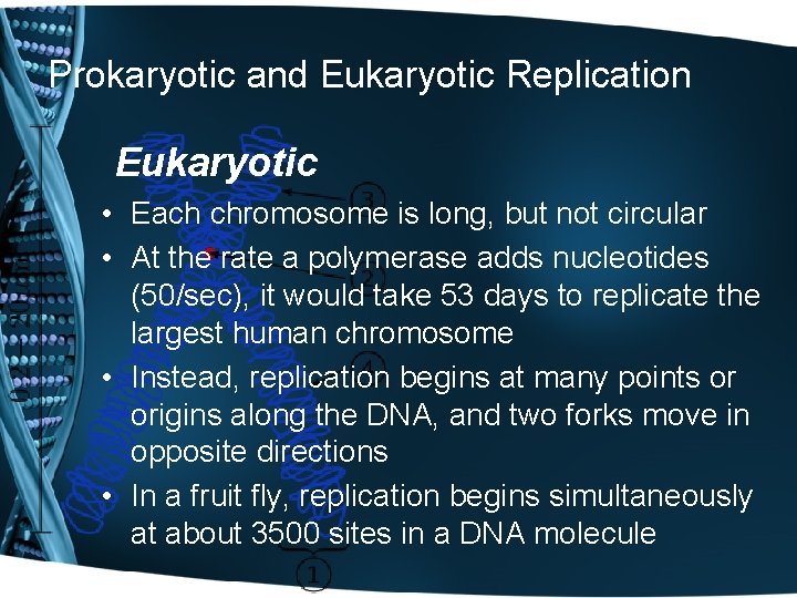Prokaryotic and Eukaryotic Replication Eukaryotic • Each chromosome is long, but not circular •