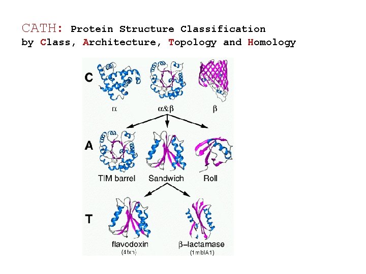 CATH: Protein Structure Classification by Class, Architecture, Topology and Homology CATH: Protein Structure Classification by Class, Architecture, Topology and Homology