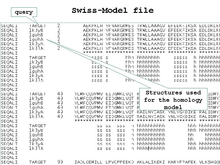query Swiss-Model file Structures used for the homology model query Swiss-Model file Structures used for the homology model