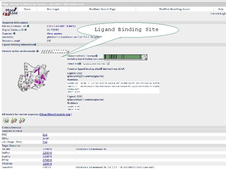 Ligand Binding Site Ligand Binding Site