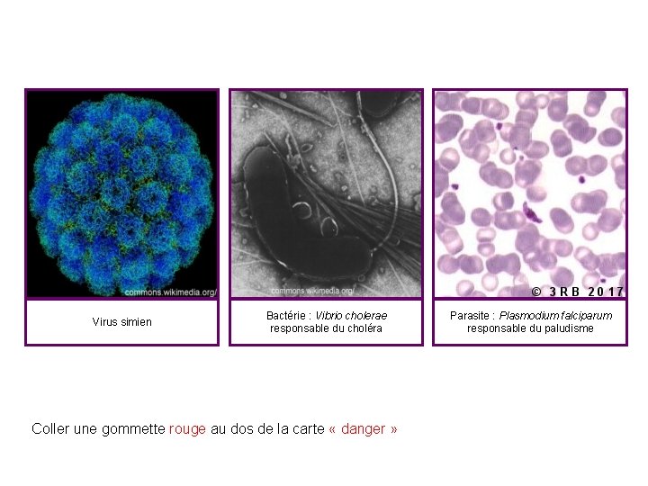 Virus simien Bactérie : Vibrio cholerae responsable du choléra Coller une gommette rouge au