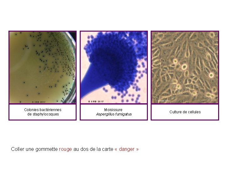 Colonies bactériennes de staphylocoques Moisissure Aspergillus fumigatus Coller une gommette rouge au dos de