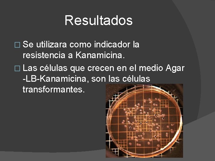 Resultados � Se utilizara como indicador la resistencia a Kanamicina. � Las células que