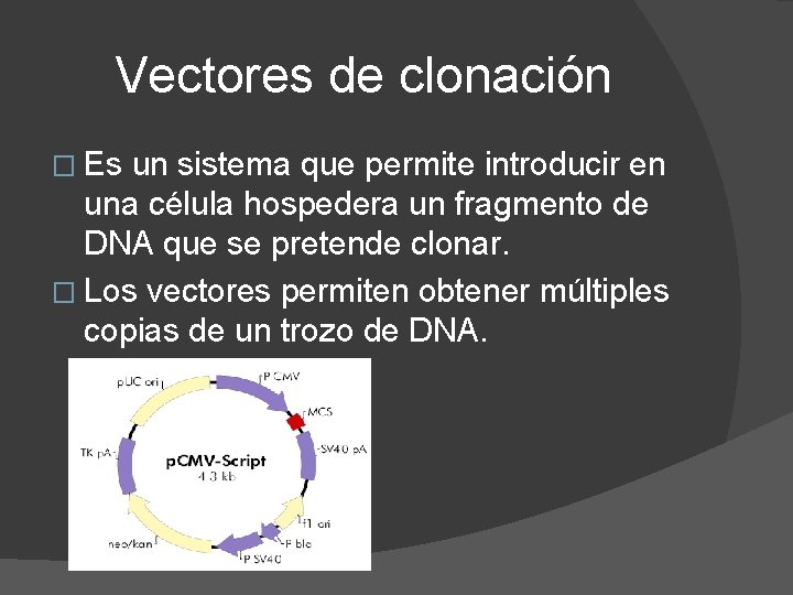 Vectores de clonación � Es un sistema que permite introducir en una célula hospedera