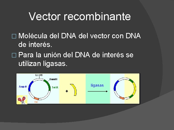 Vector recombinante � Molécula del DNA del vector con DNA de interés. � Para