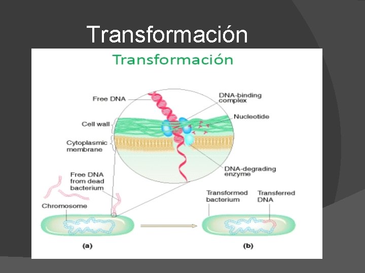 Transformación 