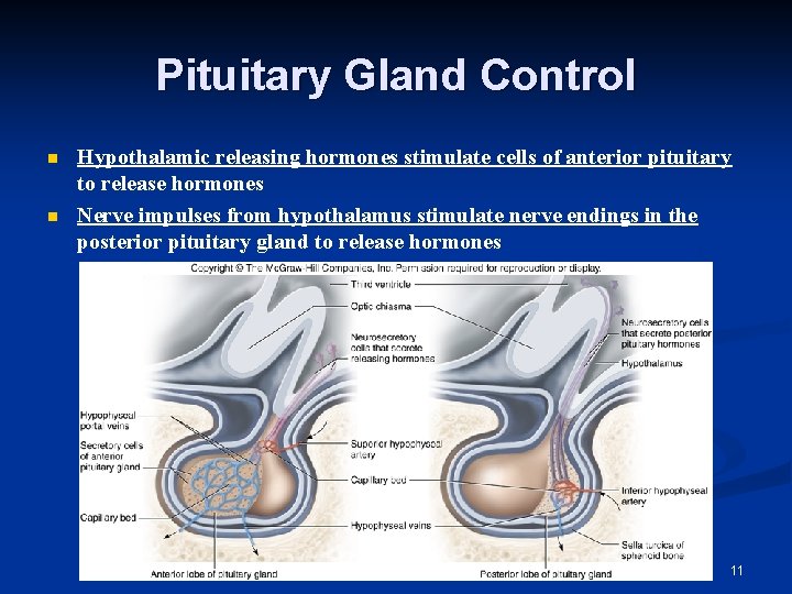 Pituitary Gland Control n n Hypothalamic releasing hormones stimulate cells of anterior pituitary to