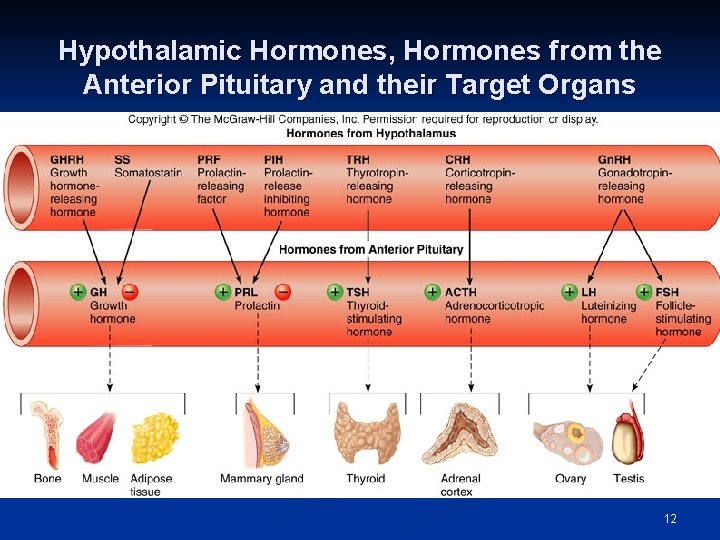 Hypothalamic Hormones, Hormones from the Anterior Pituitary and their Target Organs 12 