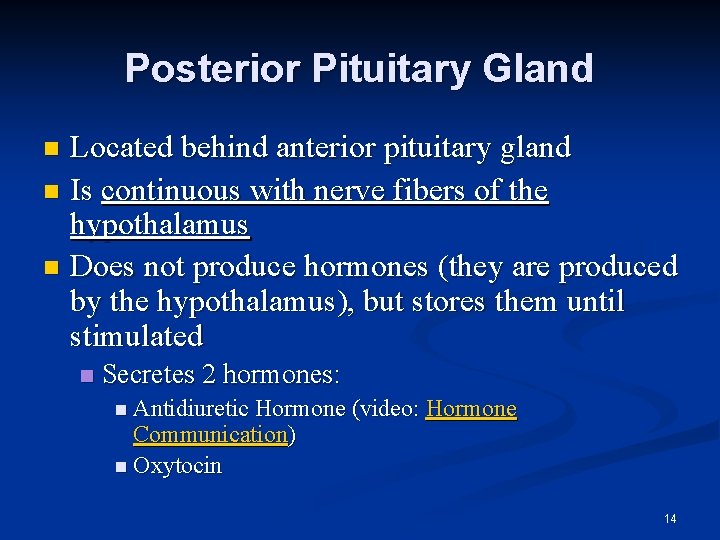 Posterior Pituitary Gland Located behind anterior pituitary gland n Is continuous with nerve fibers