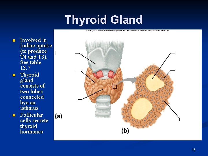 Thyroid Gland n n n Involved in Iodine uptake (to produce T 4 and