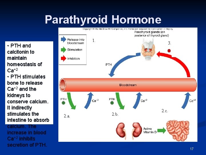 Parathyroid Hormone • PTH and calcitonin to maintain homeostasis of Ca+2 • PTH stimulates