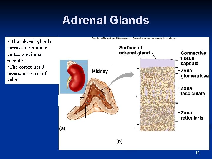 Adrenal Glands • The adrenal glands consist of an outer cortex and inner medulla.