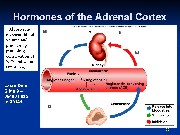 Hormones of the Adrenal Cortex • Aldosterone increases blood volume and pressure by promoting