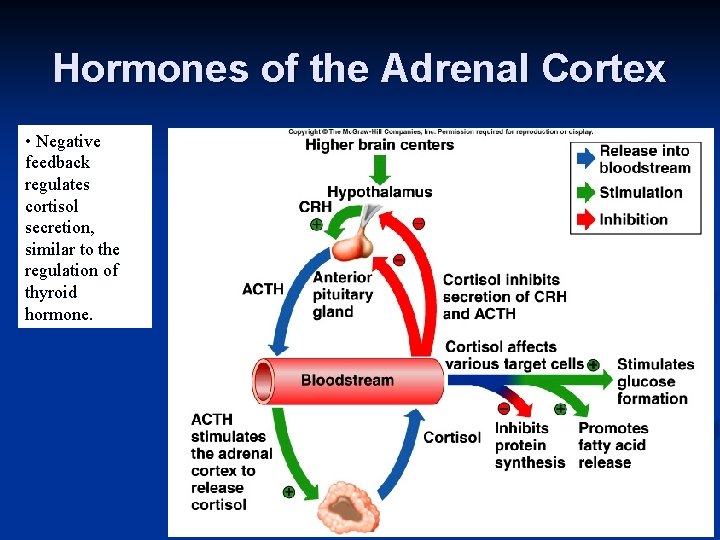 Hormones of the Adrenal Cortex • Negative feedback regulates cortisol secretion, similar to the