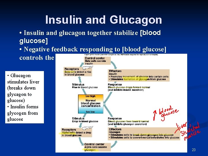 Insulin and Glucagon • Insulin and glucagon together stabilize [blood glucose] • Negative feedback