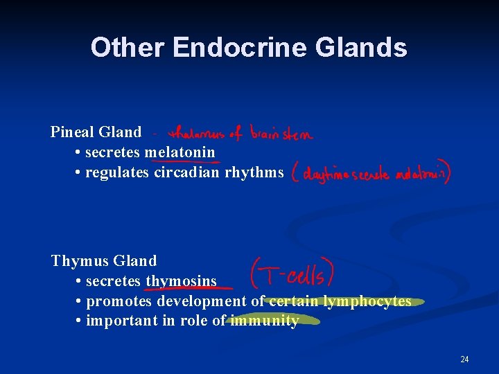 Other Endocrine Glands Pineal Gland • secretes melatonin • regulates circadian rhythms Thymus Gland