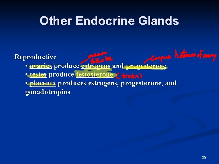 Other Endocrine Glands Reproductive • ovaries produce estrogens and progesterone • testes produce testosterone