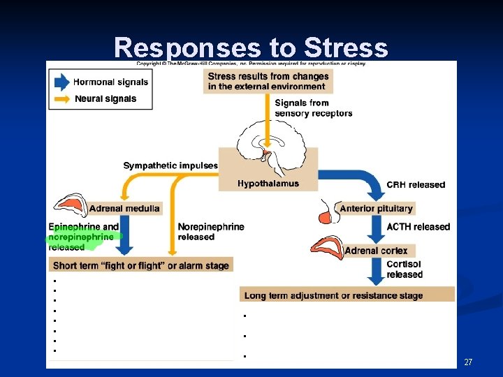 Responses to Stress • • • 27 