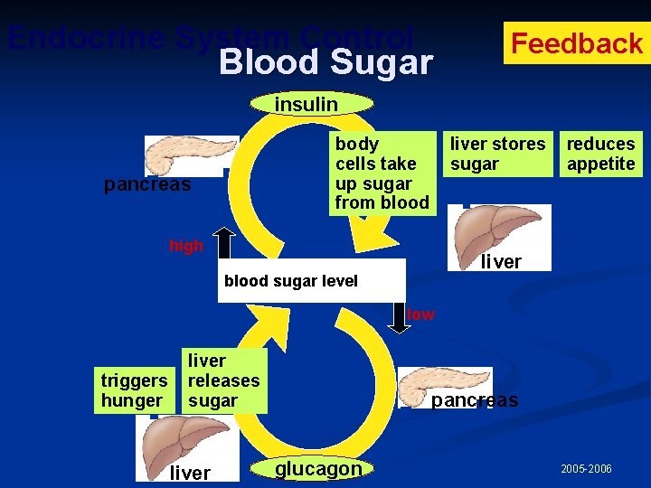 Endocrine System Control Blood Sugar Feedback insulin liver stores sugar body cells take up
