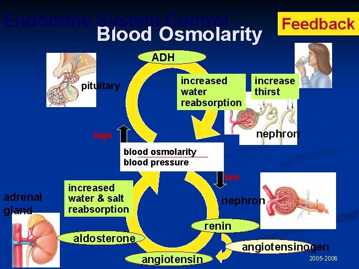 Endocrine System Control Blood Osmolarity Feedback ADH increased water reabsorption pituitary increase thirst nephron