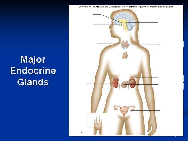 Major Endocrine Glands 5 