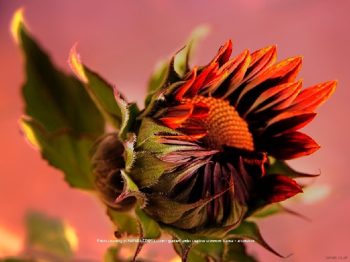 Photo courtesy of NAPARAZZI@flikr. com - granted under creative commons licence - attribution 