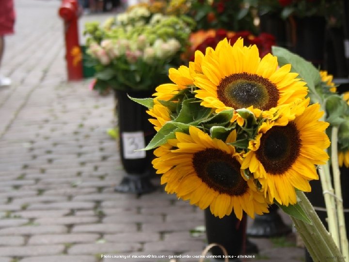 Photo courtesy of macieklew@flikr. com - granted under creative commons licence - attribution 